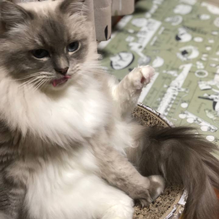 69473312 c377 448e b979 223d51e4a901 1544188886032