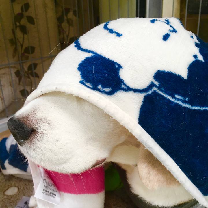 6949a0df c4a1 4bb2 bca1 306a1f41b2ae 1573271535230