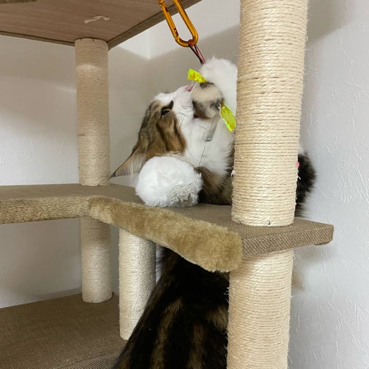 694ced2a b6ba 4f9d b4b0 e7e2dbe9d2f9 1654946319578