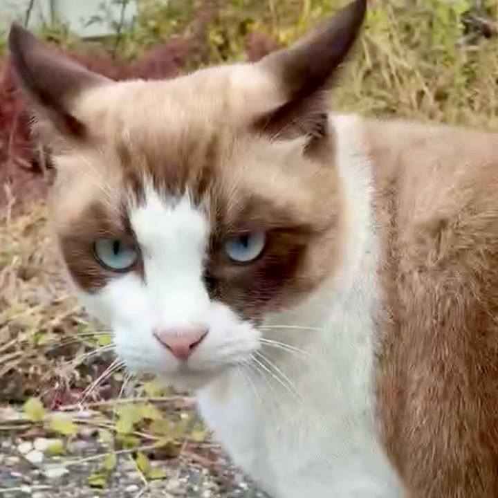 694e4c1a e916 4a0f ba74 62789d8aaabe 1762685431230