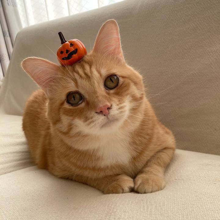 694f3f5d 5a01 4971 8d28 e0cb29e06ad0 1761865550625