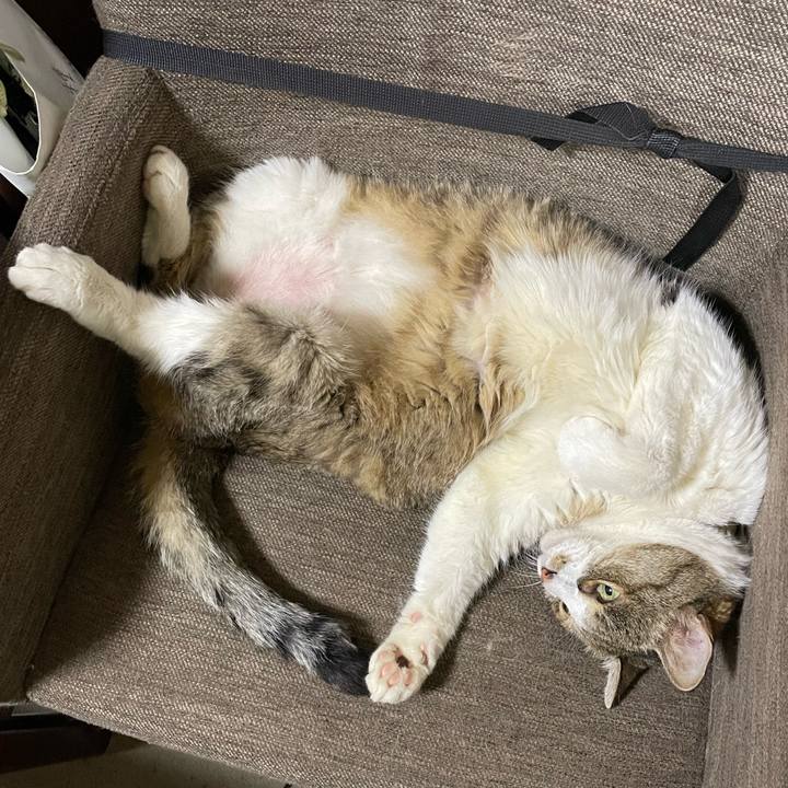 6950a08b ab58 4cf6 a76e 11454bd1d28f 1749735193393