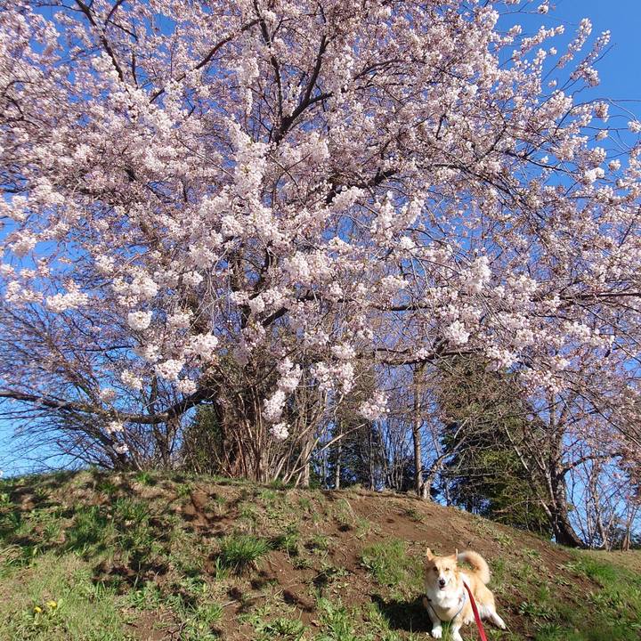 6950a578 1ee4 4216 9b47 5add605a6da6 1776901418688