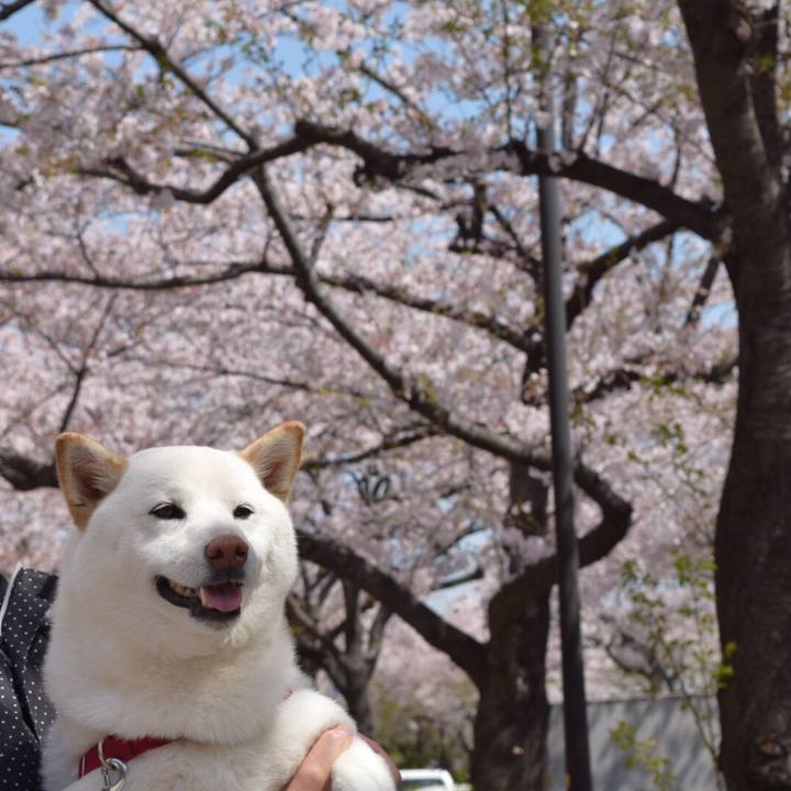 695c8d92 e7e9 436d 901a c9504d8ac5ba 1522471208222