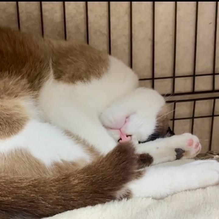 695ca0f6 b038 493f af4c bc16ab3bd03f 1747915422286