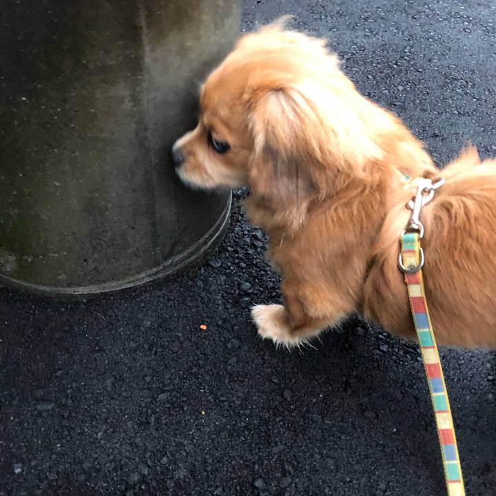 695d163f 639f 4c61 9e55 03c1eba32813 1507932431394