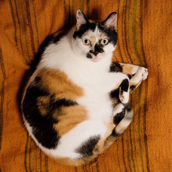 695e6888 1c95 4f48 9de5 210270445f2e 1556592778505