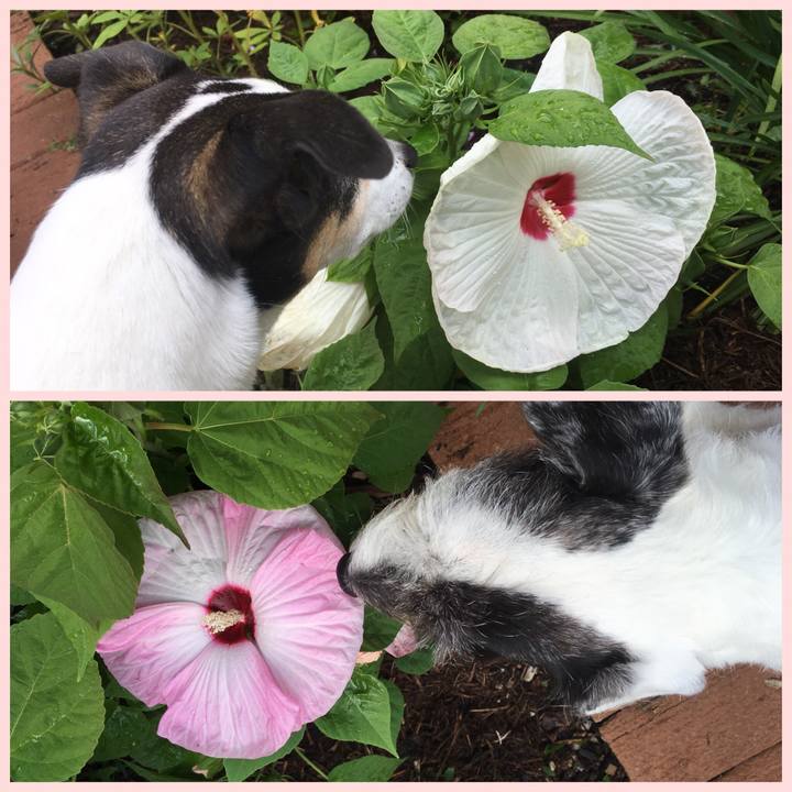 6961ac34 e89d 4207 b5a4 e11212e82002 1529273749076