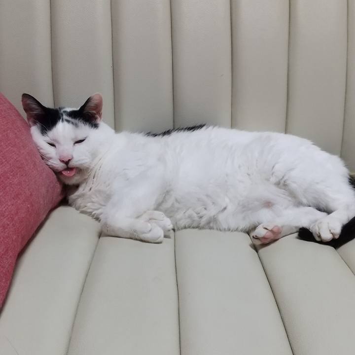 69621e18 db36 405d 9820 11ecd4ac5b8e 1623939563412