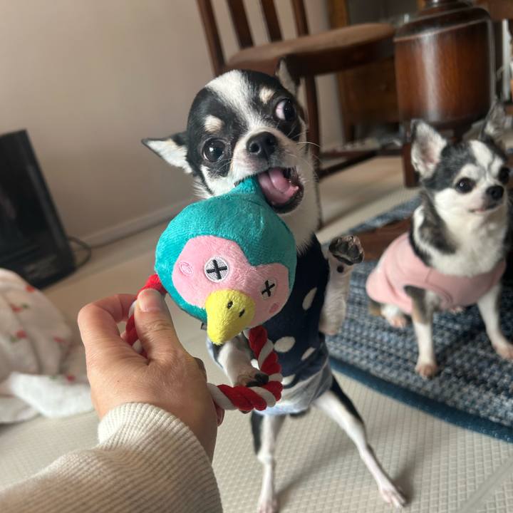 696258ac d208 4e50 9139 18221793a71a 1762768223676