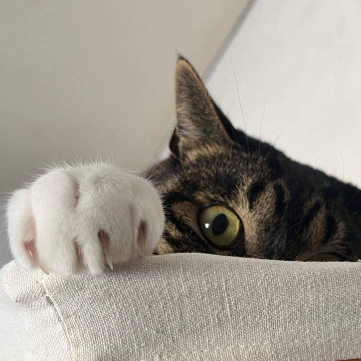 69628794 1868 4529 865a b74fc2abcb62 1761866889976