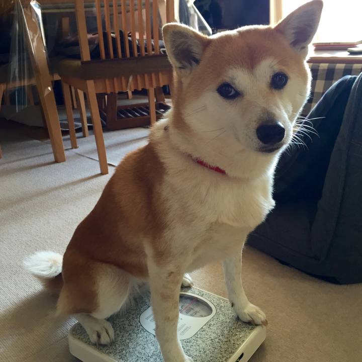 696584fc 028f 4dce a5c9 08b61c40271d 1517032202297