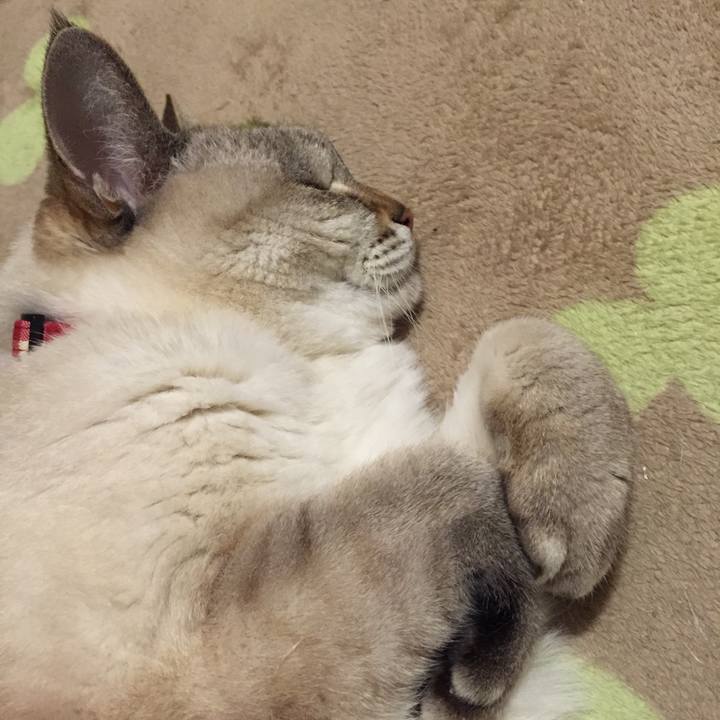 696ba9b6 4060 49a4 94aa 8d2befab5221 1542884291716