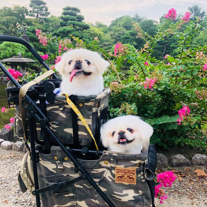 696bb90f 6067 4090 b9c4 f1cbff2518cc 1596578087891