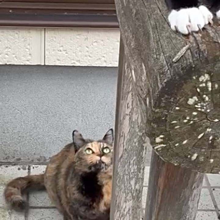 696f4b6e 6586 42fd 92ef 2b6b226ee8be 1763019290191