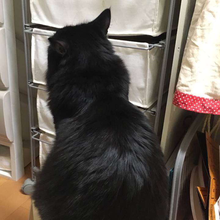 696f6a13 ef09 4c2a 8581 3a0dea7bec6d 1516975237894