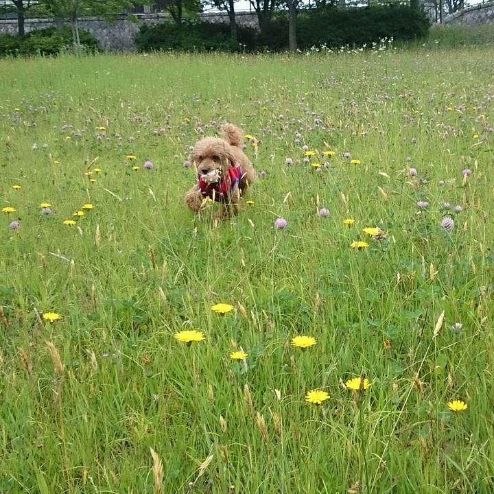 6971df05 f428 4aee 9e1a 950380b17239 1528337728916