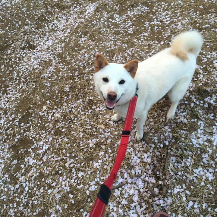 6973cf74 28f0 4c6a 95ff a51695f2b2bb 1522403177346