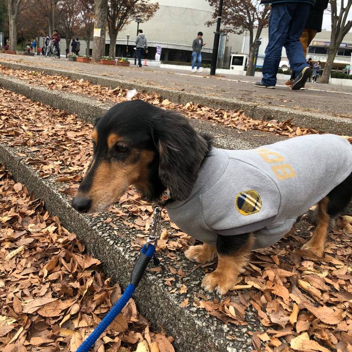 6974ef21 48ee 4c5f 9d09 7ce068b79fc4 1543728357465