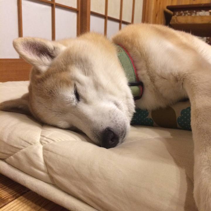 697b7384 7c29 4943 8881 8c893646dc78 1549550369334