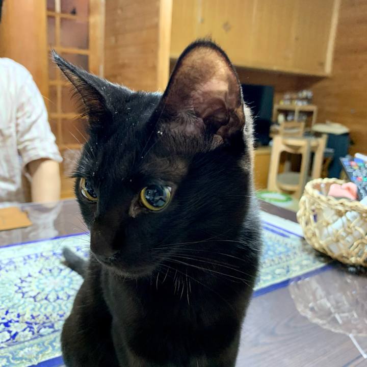 697e6d47 c854 4d53 877a 40016870031a 1652959599866