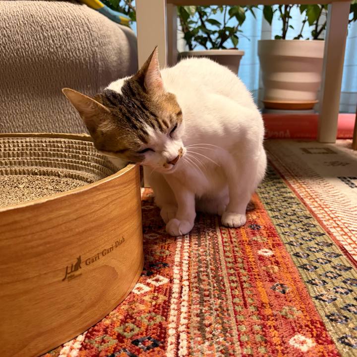 697e77fb c9f0 4f13 b6e6 0fb4d44da9ba 1764110089123