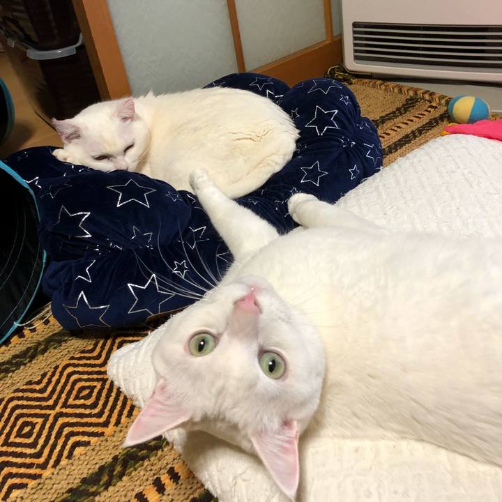 6984a7e2 49a5 4b19 8036 3384aabdd6fb 1548312255203