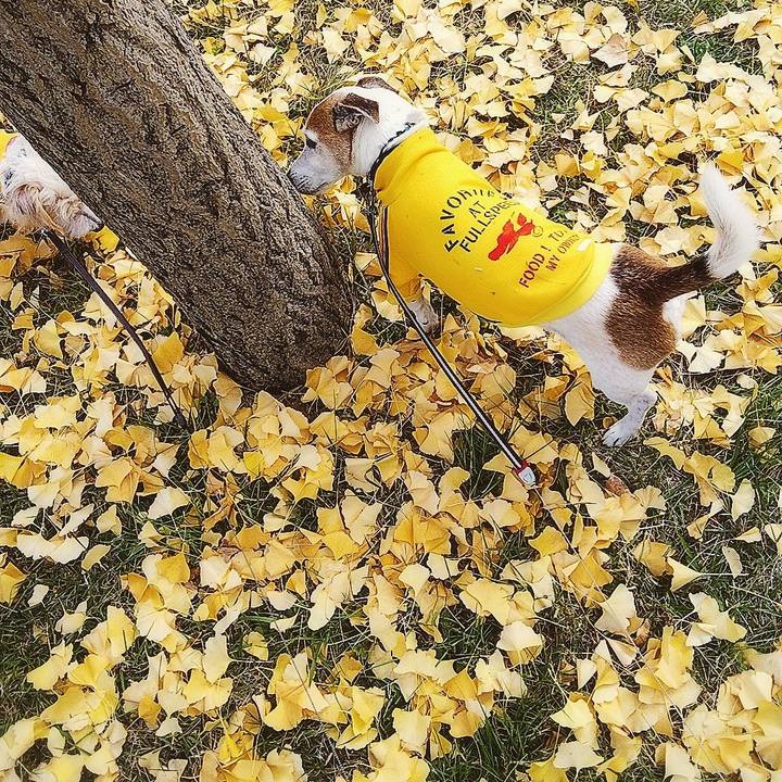 6985d000 7468 404c b3ea 61171235db82 1575785867489