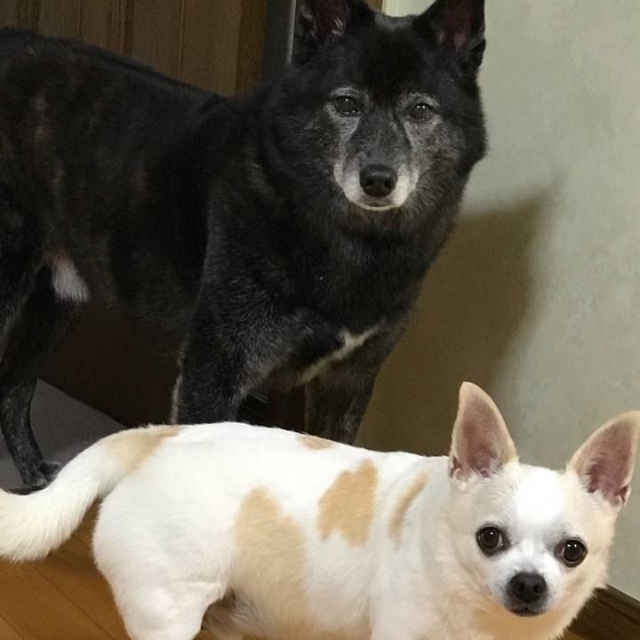 6987f1c4 65ec 4eda 9c25 b87837c02bda 1539257899886