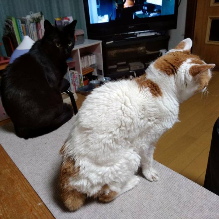 6988c1ea f5cc 4956 b63d 8b7ab1b128ac 1608299925961