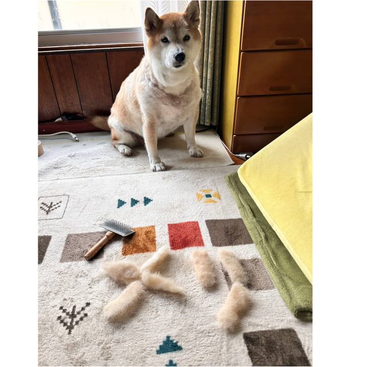 69893077 98b4 45e1 9977 d18fa1c50bbd 1732692603199