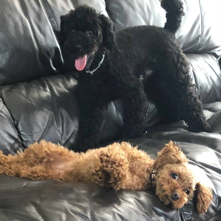 698a2316 4958 4f72 b240 26bca7a99c60 1534464774241