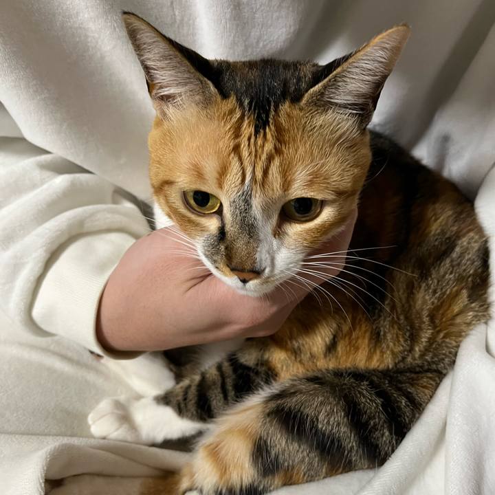 698d2f8b fafd 4743 8a39 bee614b11d22 1740695123152