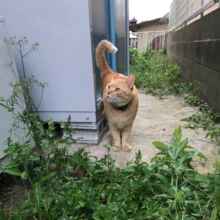 698dfcac 3f0d 4d52 b61e eea8c1b513bf 1525341933763