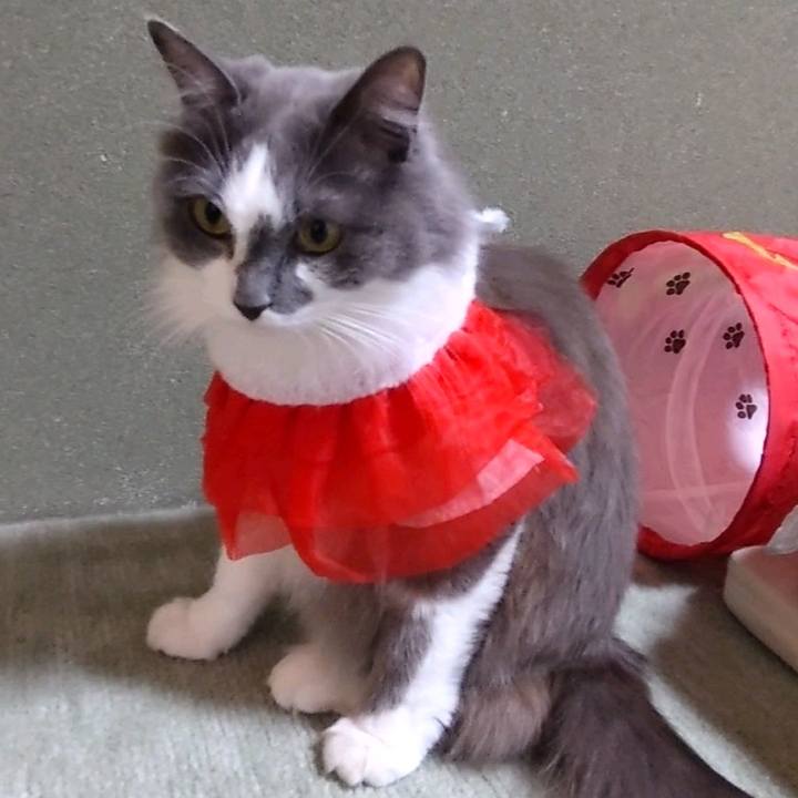 6993ea1a 6ecb 49d5 9cd3 da759e34f0a3 1637221738668