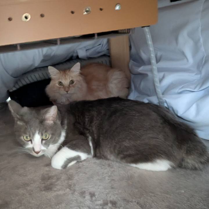 699455a7 8e49 4e64 b6d8 3c11df931789 1732939774606