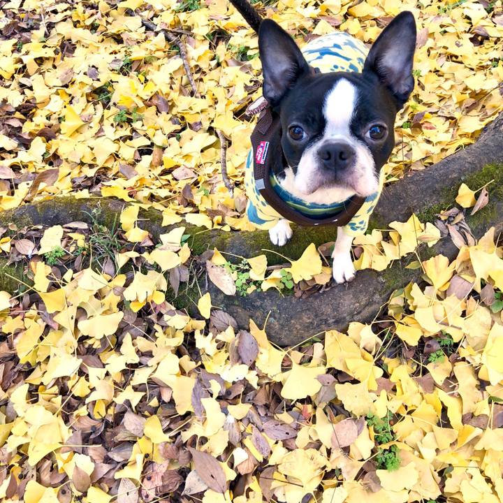 699533f8 28d7 422d a220 d21d08ef3c46 1512614008473