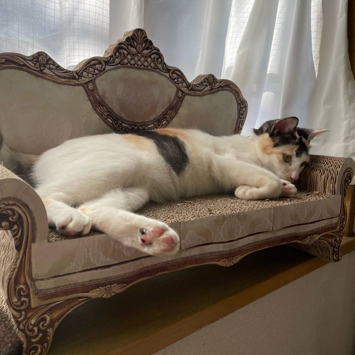 6996d0ba 423a 43a5 bfc1 f94db46c150c 1679181907996