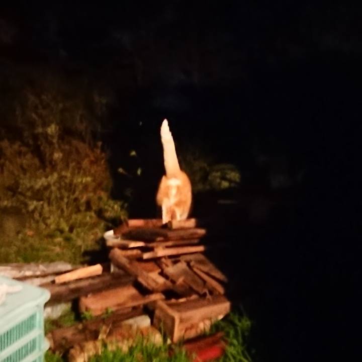 699bfeee 3201 49cc 9573 fbde3c1981ed 1605948616661