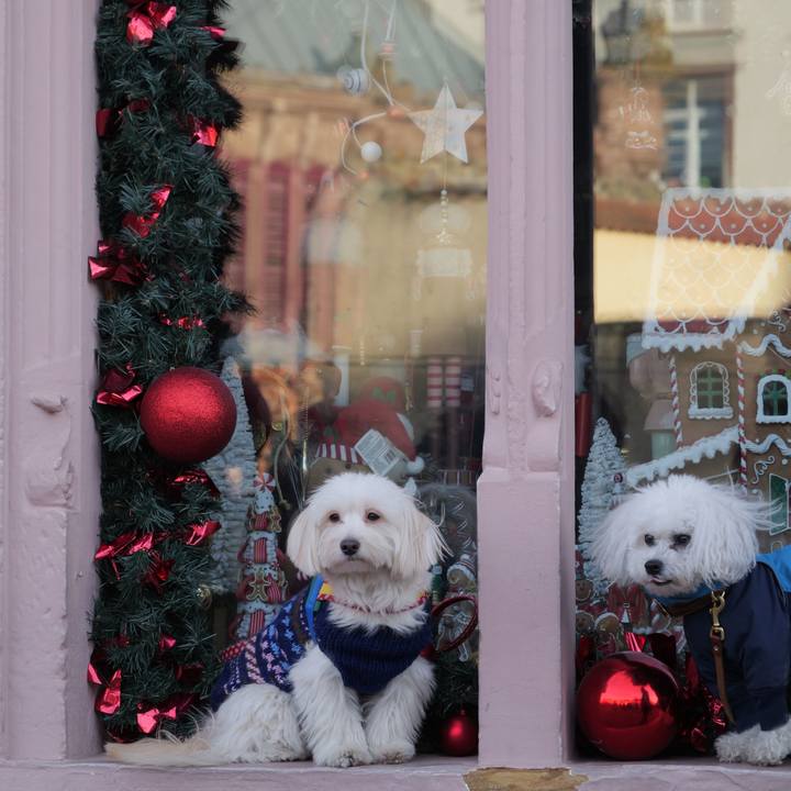 699c0e0e 5f51 4749 a006 cf30c4844f80 1767301295913