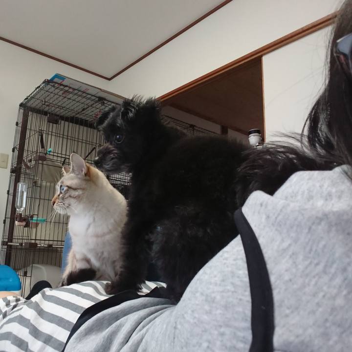 699cfe74 8799 4425 b491 d0756e253390 1539400581847