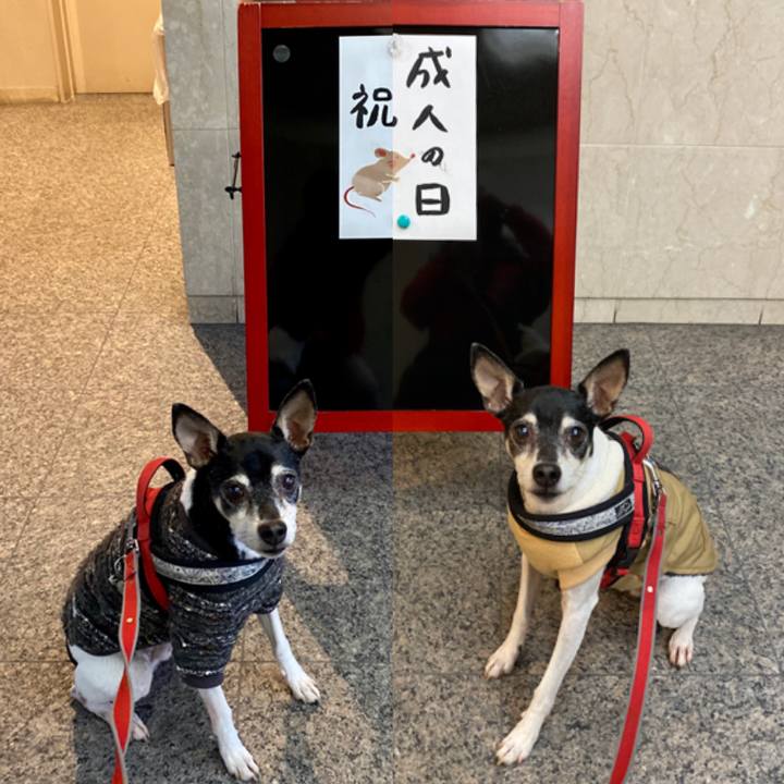 699e2573 2911 4ae5 aa2d 64589651191d 1578914164832