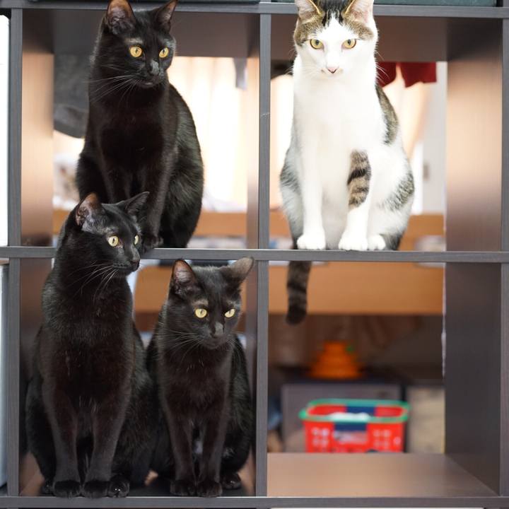 69a0438a f262 433e af5a caf33101d5e7 1552951976759