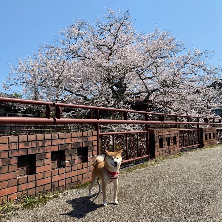 69a0dba2 213f 44e8 a040 ba39efeb9f40 1586076945632