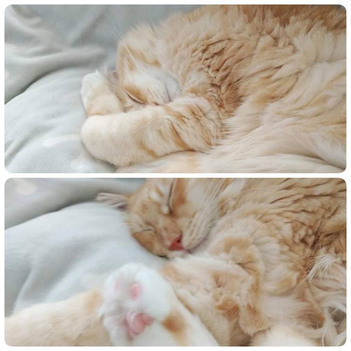 69a43fde e745 409d 81bb db2a713bcb91 1637669009523