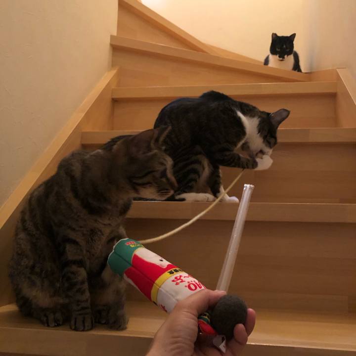 69a4881f c8f8 455e b3fe c0a762fb6f99 1558898358117