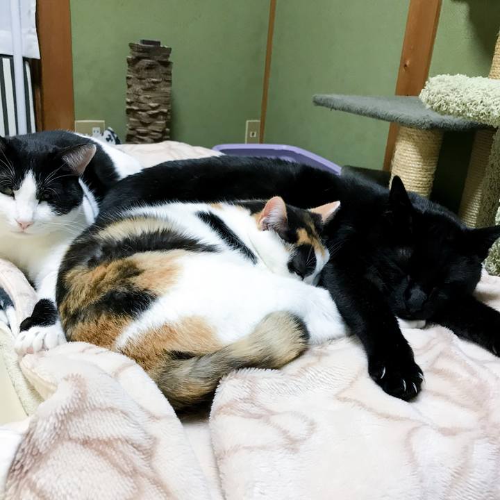 69a690a3 5f8f 41a7 a59f 2c9d836589d4 1516061333088