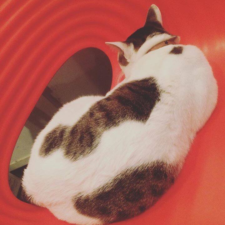 69a8d23d ed04 48e2 b0ed 80386eaeec29 1526955928832