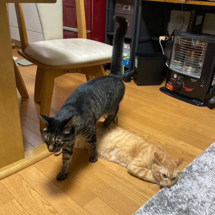 69aac6bc 16ca 4413 a5c3 050305184af3 1596725535067