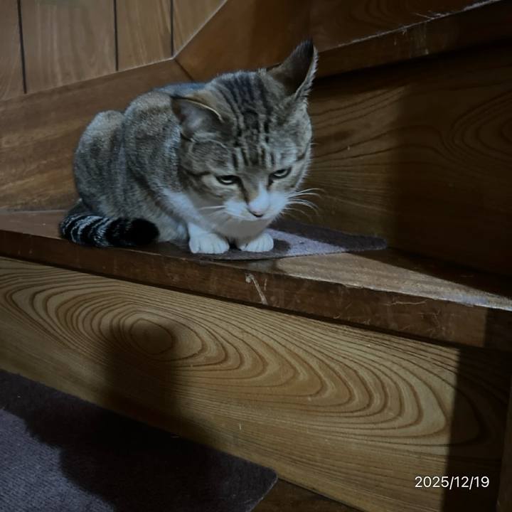 69ab3ba9 894b 43cd 84db dc641f22682f 1766095155857